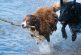 ¿Pueden los perros leer la mente humana?