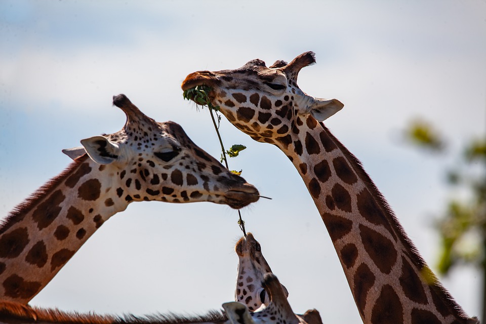 jirafas