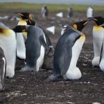 Celebran pingüinos el Día de San Valentín en San Francisco