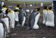 Celebran pingüinos el Día de San Valentín en San Francisco