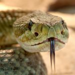 Serpiente de cascabel muerde al hombre que la decapitó