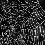 ¿Qué hacer en caso de sufrir la picadura de la araña reclusa parda?