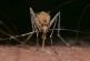 Mosquitos pican con el pene: estudio