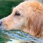 Sorprende perro a las redes sociales con sus habilidades de buceo (video)