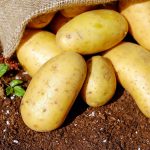Crean alumnos del IPN  bioplástico con cáscara de papa