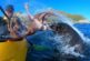 Mira el inesperado ataque de una foca a un kayakista en Nueva Zelanda (video)