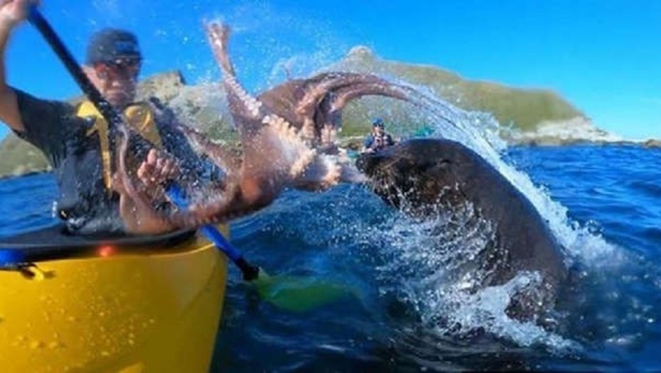 Mira el inesperado ataque de una foca a un kayakista en Nueva Zelanda (video)