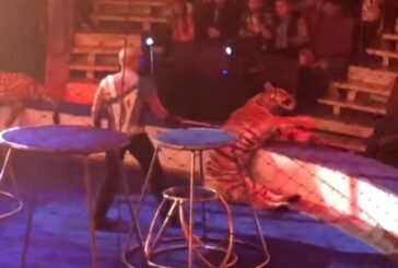Un domador fuerza a seguir actuando a un tigre al borde del colapso