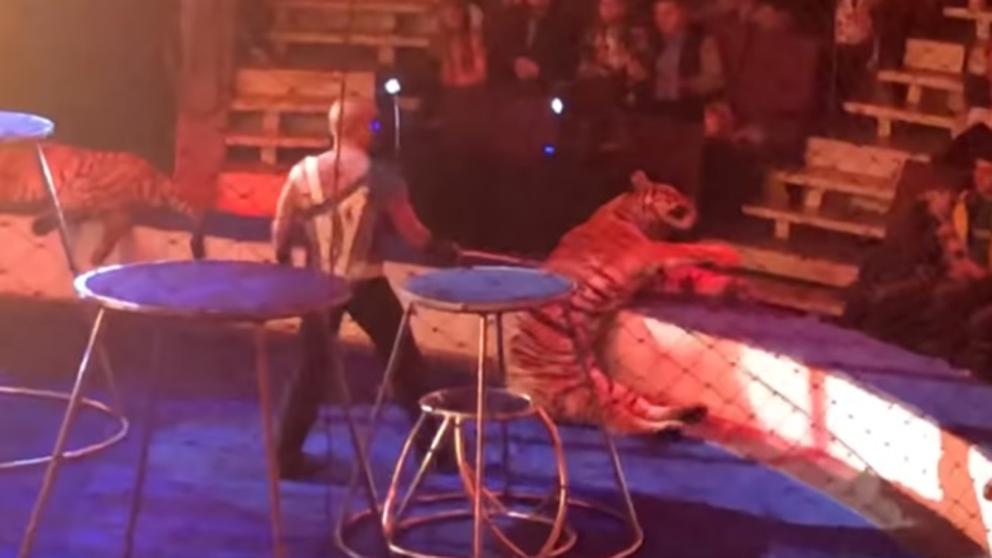 Un domador fuerza a seguir actuando a un tigre al borde del colapso