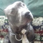 ¿Por qué suspira mi perro?