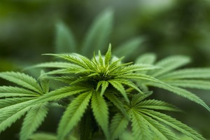 Consumir aceite CBD te puede ayudar ¿quieres saber cómo?