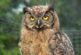 Un búho pierde sus plumas e impacta a las redes sociales con su `desnutrida´ imagen