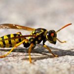 Veneno de avispas podría matar bacterias