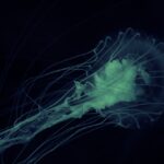 Muere mujer por ameba “come cerebros”