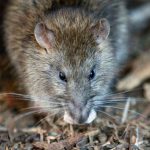 Sin control, plaga de ratas en Nueva York