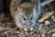 Sin control, plaga de ratas en Nueva York