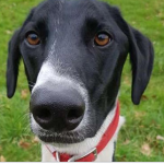 Nadie quiere a ‘Hector’, el perro más solitario de Gran Bretaña