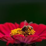 Existe una especie de abeja que duerme en flores