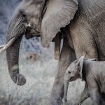 Murió Dumbo, el bebé elefante obligado a bailar en Tailandia