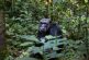 Tortugas, botana para chimpancés libres en la naturaleza