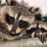 Hay zombies en Chicago: Son mapaches con moquillo