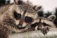 Hay zombies en Chicago: Son mapaches con moquillo