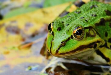 México, nación con más especies en extinción del mundo