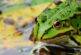 México, nación con más especies en extinción del mundo