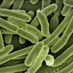 Permanece la bacteria Helicobacter Pylori en nuestro estómago durante años sin que lo notemos
