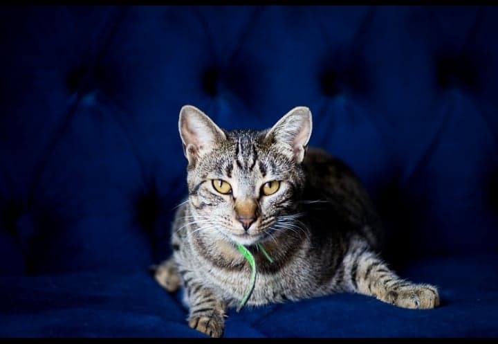 Los gatos, el placer del hombre para acariciar un tigre (audio)