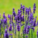 El olor de `lavanda´ tiene un efecto calmante similar al Valium