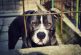 Perro pitbull mata a mordidas a niño de dos años