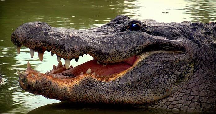 Soñar cocodrilos, una experiencia espeluznante