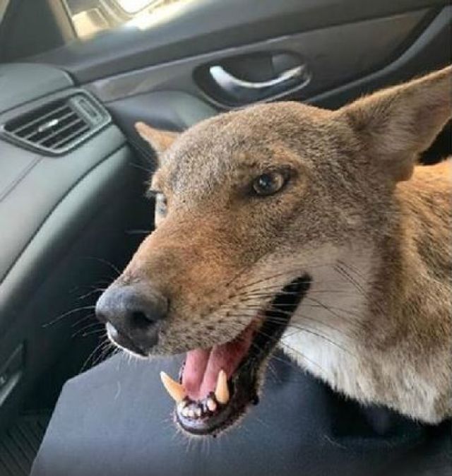 Muere 'Pancho', el coyote que confundieron con un perro