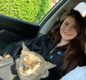 Rescata a perrito en Tamaulipas y resulta ser un coyote