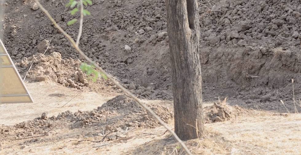 ¿Puedes ver al leopardo en esta imagen?; el nuevo reto viral