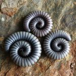 Hombre queda parapléjico por un gusano que le entró por el pene en un lago