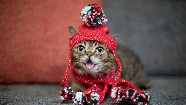 Muere Lil Bub, la famosa gata con la lengua afuera que enloqueció Instagram