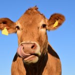 El “mu” de las vacas puede tener diferentes significados: estudio