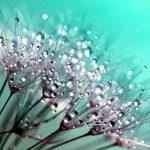 Crean científicos plantas que brillan en la oscuridad