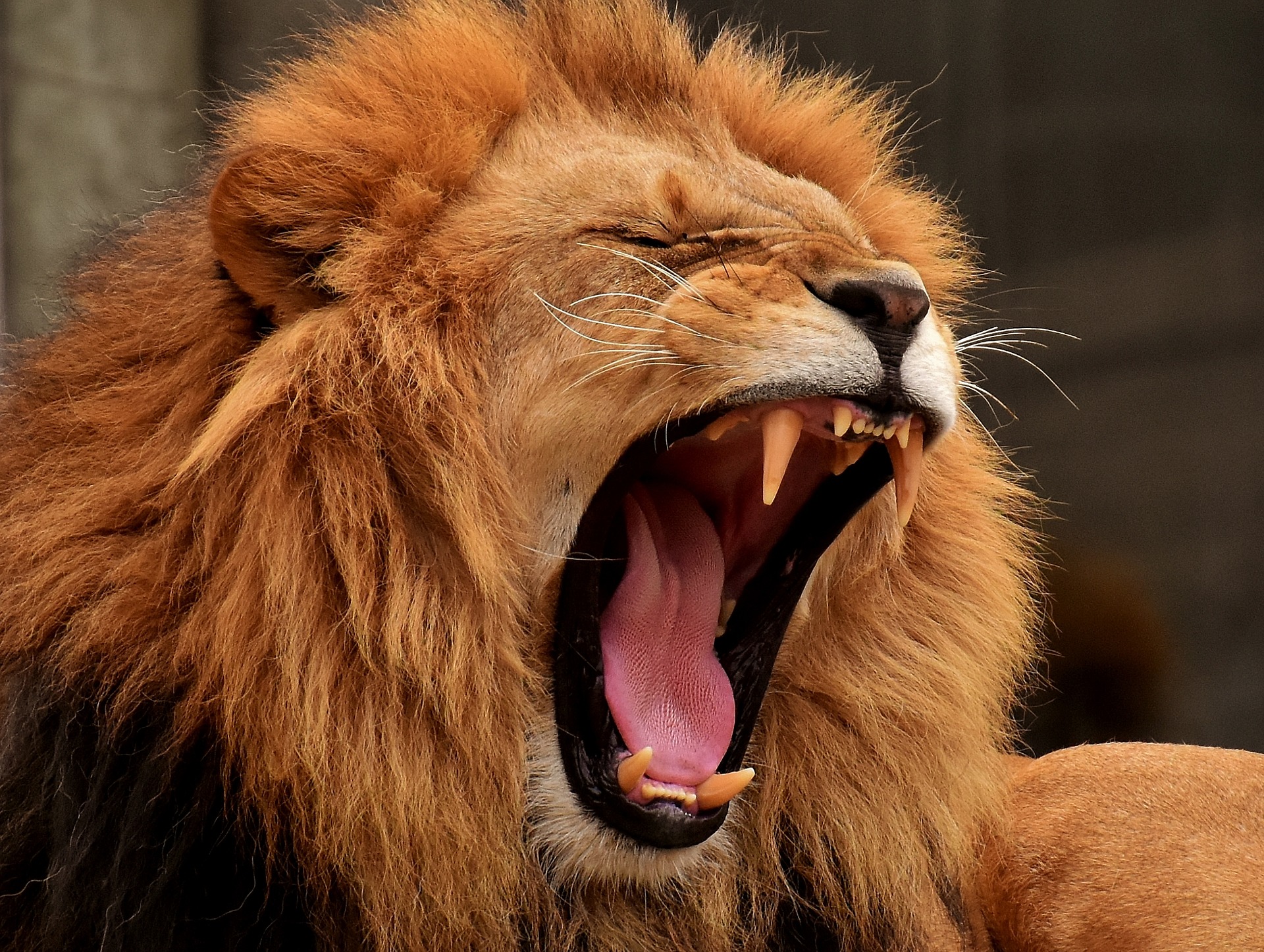 LEÓN