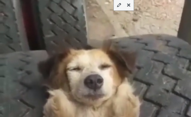 En plena cuarentena, circula en redes video de can 