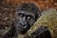 'Kalua', un mono adicto al alcohol, pasará el resto de su vida en la jaula de un zoológico por matar a una niña y morder a 250 personas
