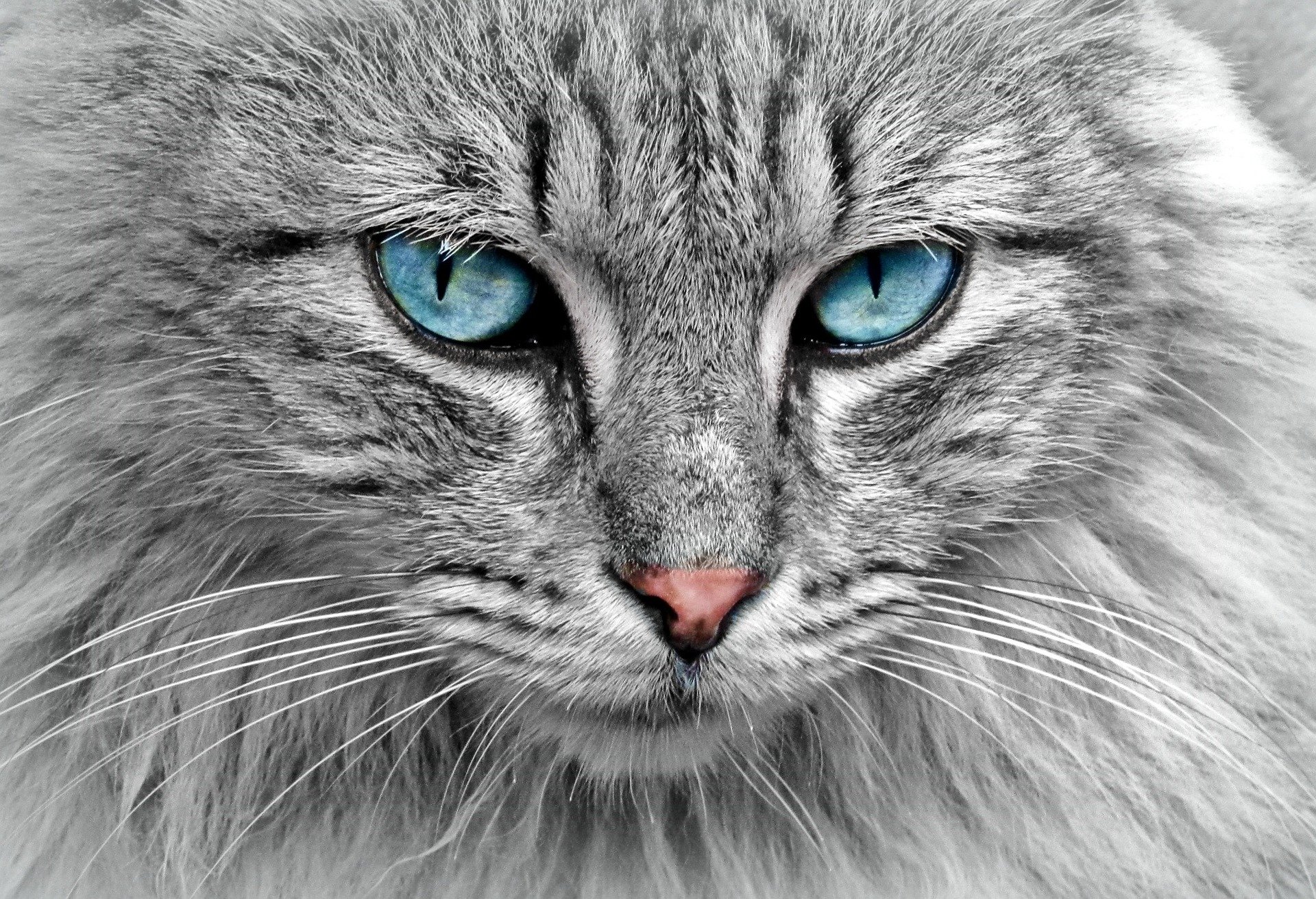 cocoparisienne en Pixabay