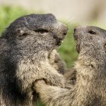Impide Rusia caza de marmotas tras alerta de peste bubónica