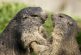 Impide Rusia caza de marmotas tras alerta de peste bubónica