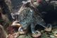 Científicos graban a un pulpo golpeando a peces; sugieren que lo hace por maldad (video)