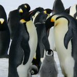 Los pingüinos, las únicas aves vivientes no voladoras pero expertas en buceo (video)
