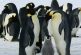 Los pingüinos, las únicas aves vivientes no voladoras pero expertas en buceo (video)