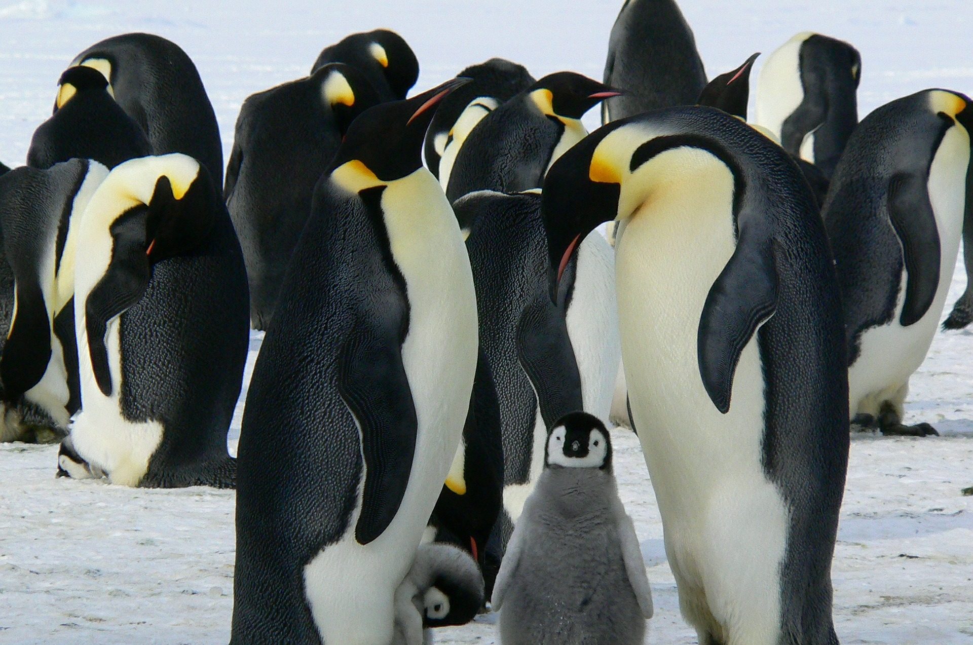 Siggy Nowak en Pixabay